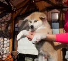 秋田犬【茨城県・男の子・2018年9月5日・赤】の写真3「１０月２５日撮影」