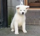 秋田犬【茨城県・男の子・2018年7月20日・白】の写真3「９月２８日撮影」