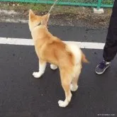 秋田犬【茨城県・男の子・2023年5月24日・赤】の写真5「１１月６日撮影」