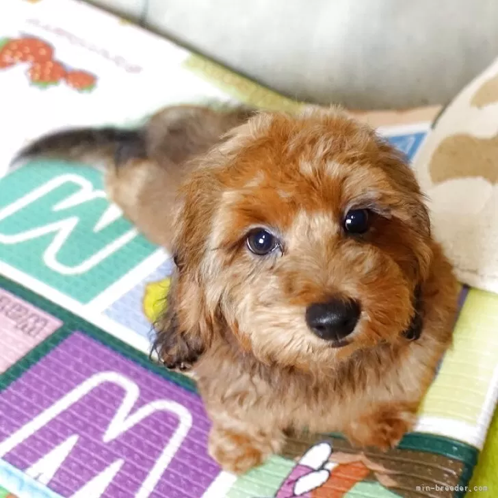 ID：2507-01557の子犬