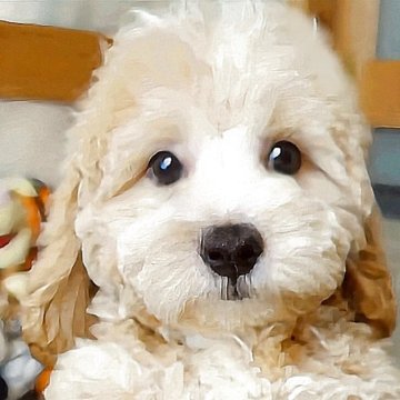 マルプー(マルチーズ×トイプードル)【熊本県・男の子・2025年6月5日・クリーム】の写真「陽気な優しさ心身丈夫になり初めての方安心飼易い子」