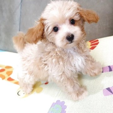 マルプー(マルチーズ×トイプードル)【熊本県・男の子・2025年8月27日・アプリコット】の写真「大人しい丸い目の可愛いマルプー男の子」