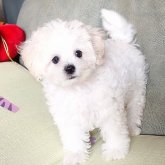 マルプー(マルチーズ×トイプードル)