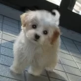 マルプー(マルチーズ×トイプードル)【熊本県・女の子・2024年10月25日・アプリコット】の写真1「くりくり目の小さな子。一番小さくてみんなと楽しく遊べます」