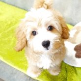 マルプー(マルチーズ×トイプードル)