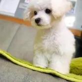 マルプー(マルチーズ×トイプードル)【熊本県・女の子・2025年3月3日・ホワイト】の写真2「おっとり甘えん坊、無駄吠えが全く無い愛らしいおとなしさ」