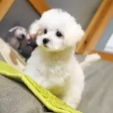 マルプー(マルチーズ×トイプードル)【熊本県・女の子・2025年3月3日・ホワイト】の写真5「コロコロ体型でお顔は成犬になってもLINE写真等の飼主様報告から変らず可愛い」