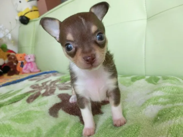 よしみ 様のお迎えした子犬