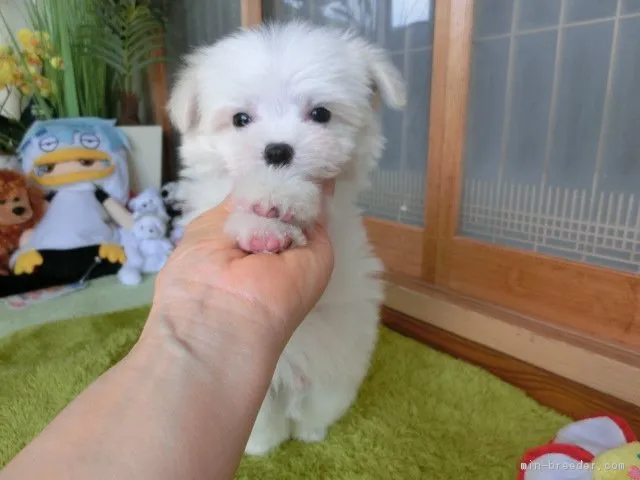 ID：1703-01667の子犬