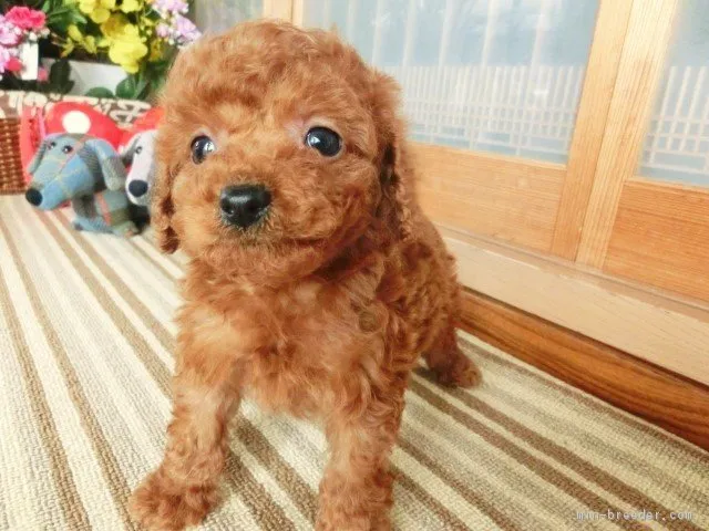 もなかママ 様のお迎えした子犬