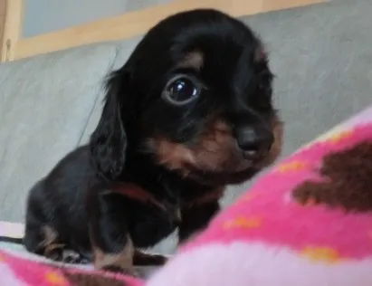 ID：1304-00573の子犬