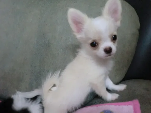 ID：1302-00441の子犬
