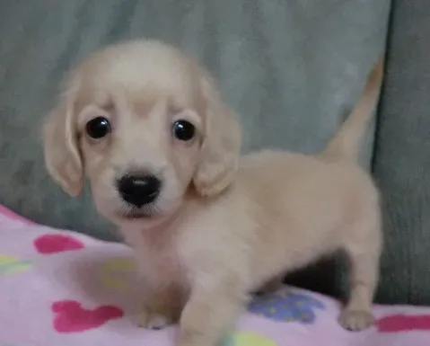 ID：1301-00012の子犬