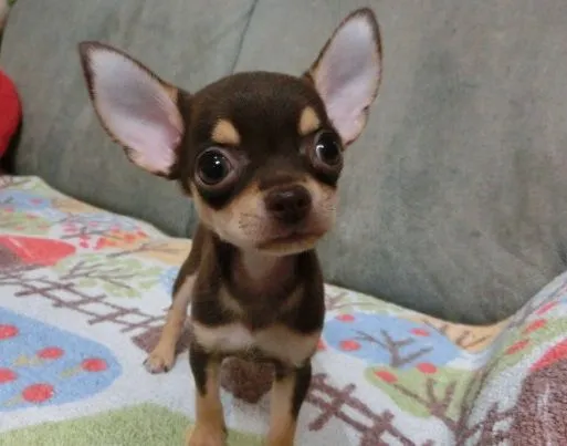 サキ 様のお迎えした子犬