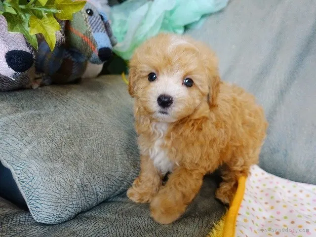 プーさん 様のお迎えした子犬