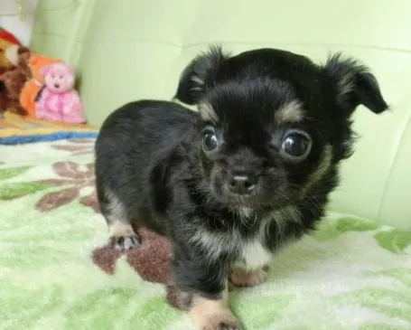 りんご 様のお迎えした子犬
