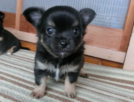mamikado 様のお迎えした子犬