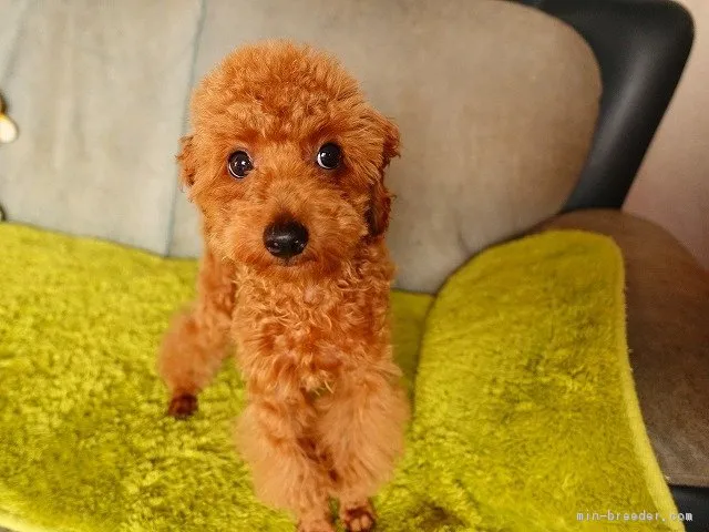 まぁくん 様のお迎えした子犬