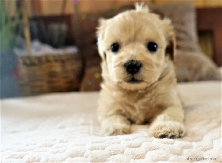 ID：2103-00094の子犬