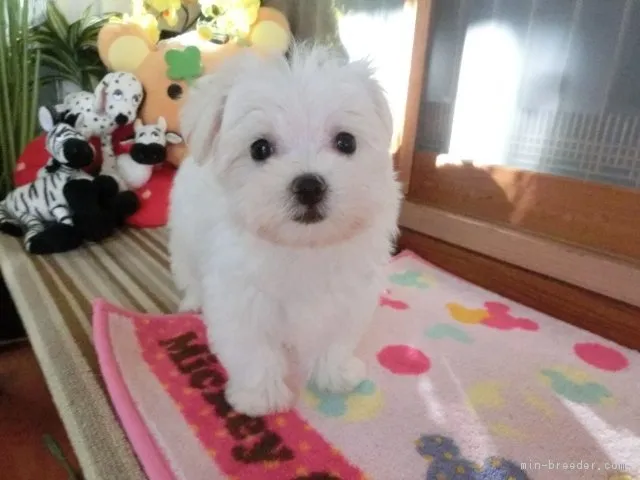 ID：1609-01602の子犬
