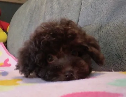 ID：1302-00518の子犬
