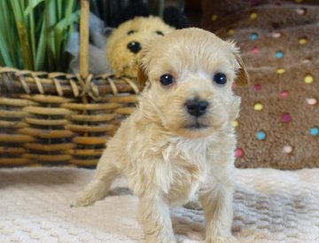 マルプー【熊本県・女の子・2020年1月25日・アプリコット】の写真「遊んでもらうの大好きひょうきんで楽しい子」