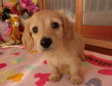 カニンヘンダックスフンド(ロング)【熊本県・女の子・2015年10月25日・クリーム】の写真「アイラインの大きな目可愛い穏やかちゃん」