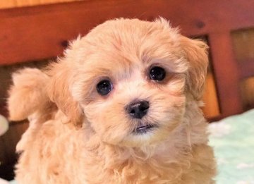 マルプー【熊本県・女の子・2021年9月8日・アプリコット】の写真「黒アイラインの大きな目・成犬でも幼犬の容姿小さな子」