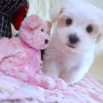 マルチーズ【熊本県・男の子・2023年1月3日・ホワイト】の写真「おっとり穏やか目メ大きな小さな男の子」