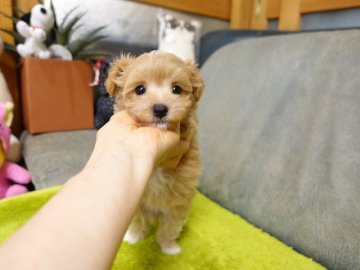 マルプー(マルチーズ×プードル)【熊本県・女の子・2022年3月20日・アプリコット】の写真「穏やか甘えん癒やされる成犬時子犬の容姿」