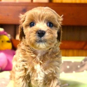 マルプー(マルチーズ×プードル)【熊本県・男の子・2022年9月21日・アプリコット】の写真「大人しい癒やしの小ぶりマルプー男の子」