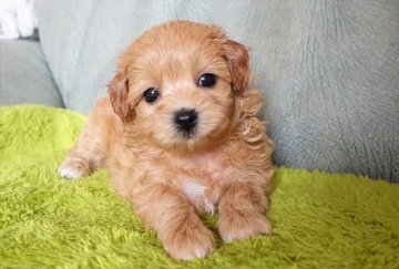 マルプー【熊本県・女の子・2021年8月2日・アプリコット】の写真「陽気で甘えん坊つぶらな瞳の小さな子」