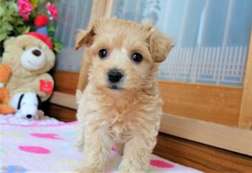 マルプー【熊本県・女の子・2021年1月25日・アプリコット】の写真「優しい楽しさ両親の長所受けたマルプー小ぶり」