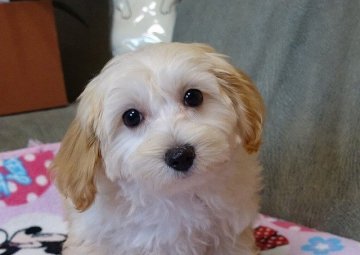 マルプー(マルチーズ×プードル)【熊本県・女の子・2021年8月27日・クリーム】の写真「大人しく優しい性格マルプー女の子」