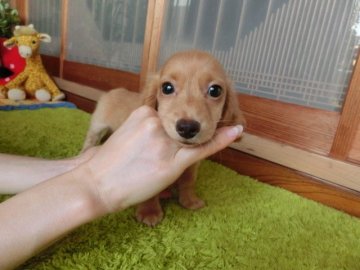 ミニチュアダックスフンド(ロング)【熊本県・男の子・2017年7月27日・ゴールド】の写真「陽気で素直　社会性がある小ぶり君」