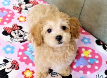 マルプー(マルチーズ×プードル)【熊本県・女の子・2021年9月8日・アプリコット】の写真「成犬になっても子犬の可愛さ容姿小ぶりちゃん」