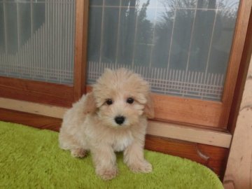 マルプー【熊本県・男の子・2017年7月7日・アプリコット】の写真「甘えん坊人にも犬達にも友好的小粒君」