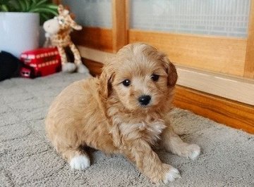 マルプー【熊本県・男の子・2018年9月2日・アプリコット】の写真「愛くるしい程の容姿両親の利点受け継ぐ心身」