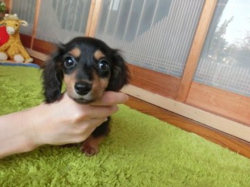 ミニチュアダックスフンド(ロング)【熊本県・男の子・2017年7月27日・ブラックタン】の写真「天真爛漫家系的にヘルニアに強い小ぶり君」