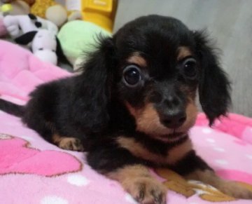 カニンヘンダックスフンド(ロング)【熊本県・女の子・2013年5月9日・ブラックタン】の写真「丸いお目メの愛らしい子昨今人気の胴・鼻が短いタイプ」