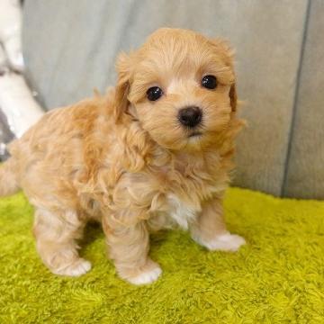 マルプー(マルチーズ×プードル)【熊本県・女の子・2022年9月23日・アプリコット】の写真「天真爛漫4足のホワイトソックス模様がチャーミー」