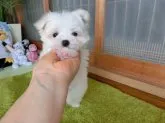 マルチーズ【熊本県・女の子・2017年1月21日・ホワイト】の写真1「まぁまぁこの可愛さには誰しもがノックダウンですね」