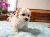 マルプー(マルチーズ×プードル)【熊本県・男の子・2021年8月27日・クリーム】の写真4「どの子とも仲良しムードメーカーどんどん可愛くなります」