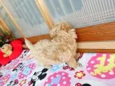 マルプー【熊本県・女の子・2019年9月20日・アプリコット】の写真5「コロコロ体型、大人になっても子犬のような可愛い容姿です」