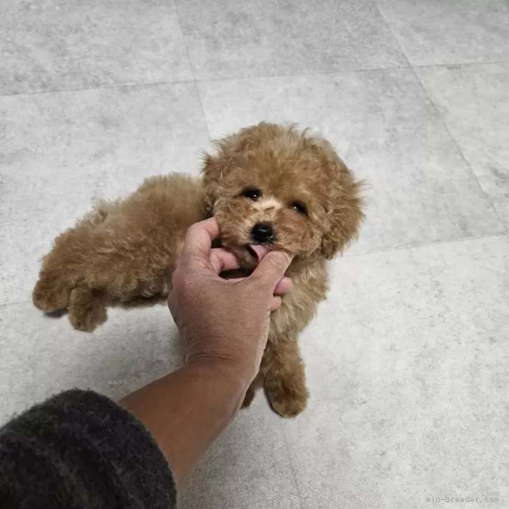 ID:2501-05128の子犬