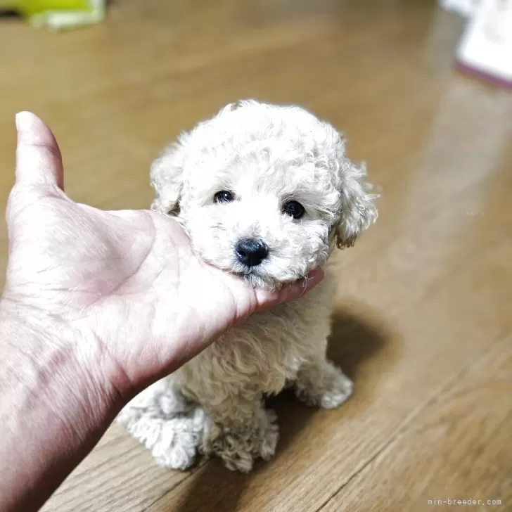 ID：2507-07037の子犬