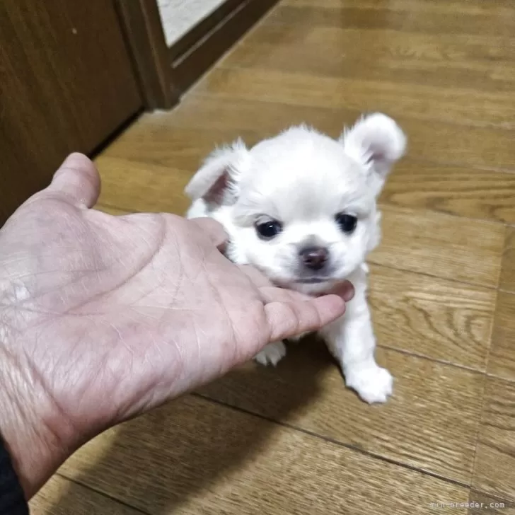 チワワ(ロング)【宮城県・男の子・2025年9月21日・クリーム】の写真1