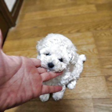 タイニープードル【宮城県・女の子・2025年9月13日・ホワイト】の写真「お鼻短めの可愛いこ」