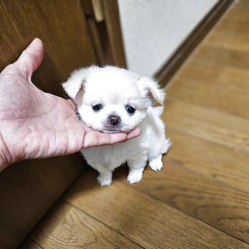 チワワ(ロング)【宮城県・男の子・2025年9月21日・クリーム】の写真「大人しい可愛いこ」