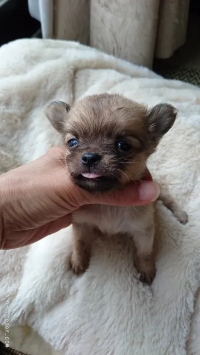 ID:1508-01284の子犬